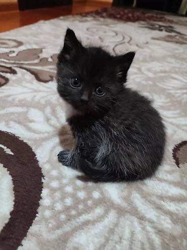 бесплатные котята: 3 месяца, Мальчик, Серый, Приучена к лотку, Проглистована — 5