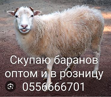 руский спанель: Скупаю оптом баранов, кому срочно надо продать, обрщ по номеру — 3
