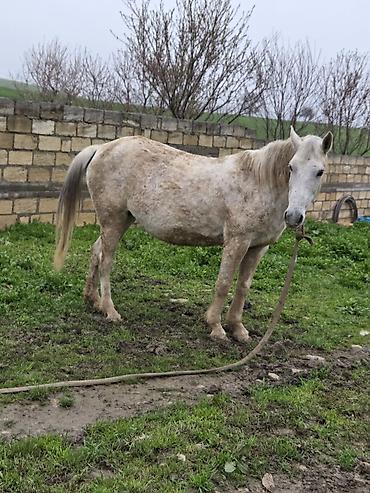 Atlar: Dişi, il: 7 — 4