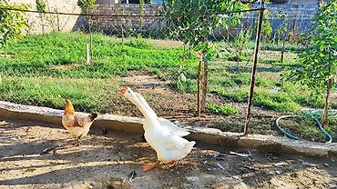 Linda qazı satılır. Hazır yumurtalayan cüt. 13 aylıq heyvanlardı lalafo.az -da Linda qazı satılır. Hazır yumurtalayan cüt. 13 aylıq heyvanlardı