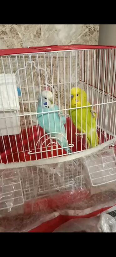 ev qusu: 2 Tutuquşu qəfəs aksesuarlarla birlikde verilir . çatdırılma var