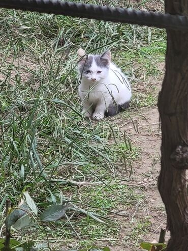 pişik balası verirem: Dişi, Yaxşı əllərə, Ünvandan götürmə, Pulsuz çatdırılma