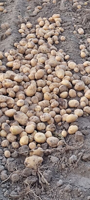 копалка для картошки в Кыргызстан | ОВОЩИ, ФРУКТЫ: Срочно продам картофель картошка сайтам оптом 10тон