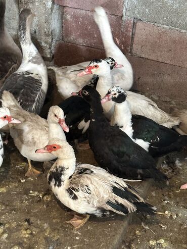 Другие животные: Индоутки — 12