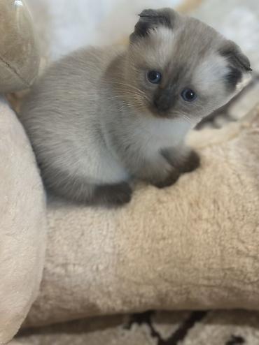 Pişiklər: Şotland, Erkək, Dişi — 9