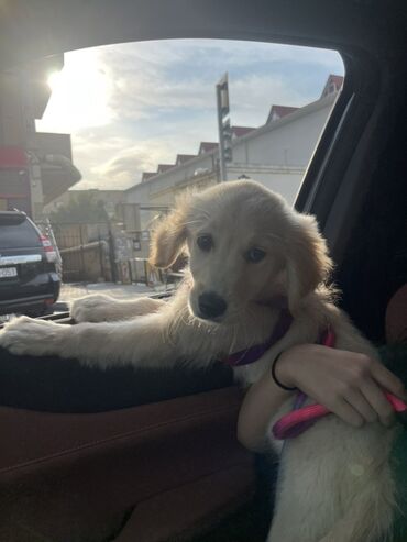 İtlər: Retriever, 3 ay, Dişi