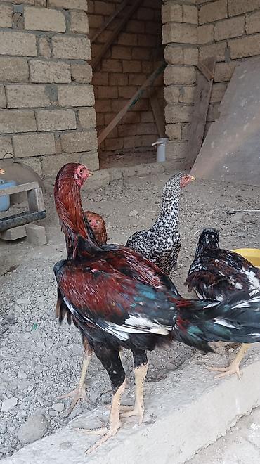 çöl toyuqu: Toyuq, Damazlıq, Ünvandan götürmə — 1