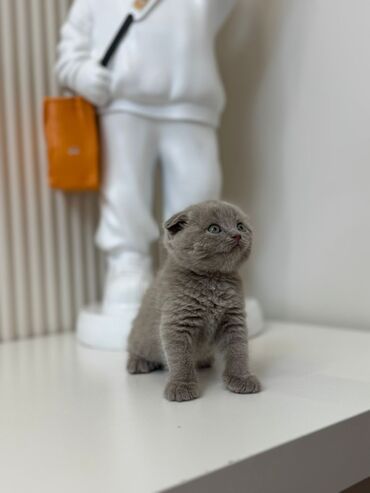 купить котенка вислоухого: Скотиш Фолд (Шотландская вислоухая), 2 месяца, Девочка, Серый, Проглистована, Приучена к лотку