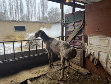 французский баран кролик: Продаю | Баран (самец) | Гиссарская, Полукровка | На забой, Для разведения | Племенные