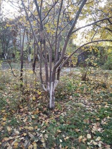 Продажа домов: Дом, 57 м², 3 комнаты, Собственник, Косметический ремонт — 2