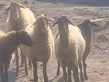Inəklər, öküzlər: Məhsul: Qoyunlar (kiçik sürü) Təsvir: - Şəkillərdə müxtəlif rəngli