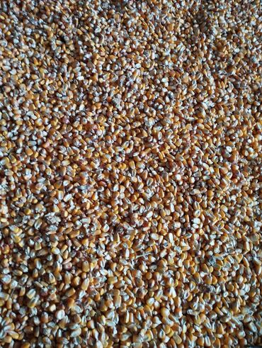 живой корм: Продаю кукурузу, сорт Маями примерно 7-8 тон. Находится в селе