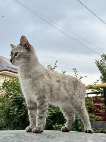 скоттиш страйт шотландская прямоухая кошка: Скотиш Страйт (Шотландская прямоухая), 9 месяцев, Девочка, Серый