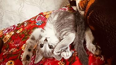 Животные: Котёнок серо‑дымчатого окраса с выразительными глазами и пушистым — 3