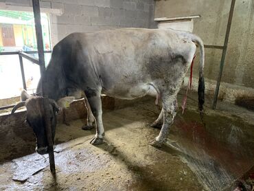 айрширская порода коров цена: Продаю | Корова (самка) | Швицкая | Для разведения, Для молока | Стельные