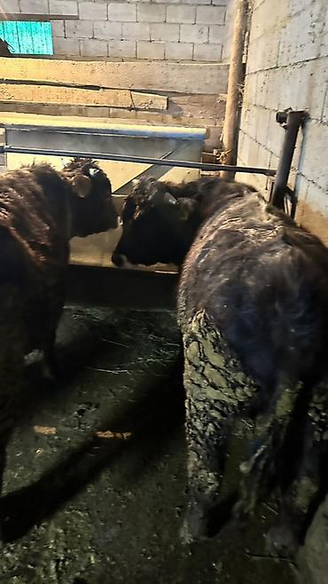 Коровы, быки: Продаю | Бык (самец) | Полукровка | На откорм | Привязанные — 2