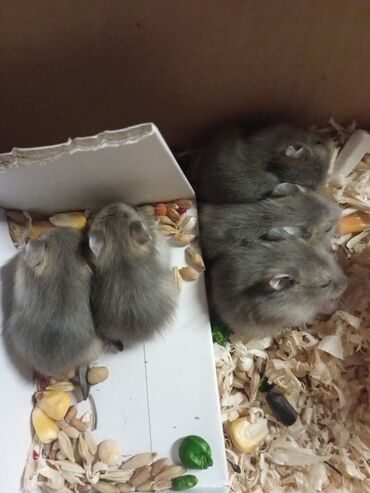 капибара купить в баку: Cunqar hamsterləri 1 aylıq, tamamilə sağlam, aktiv və oynaq. Bu