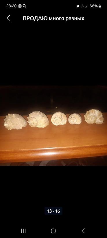 Зоотовары: Продаю много разных хороших интересных вещей заходите в мой профиль — 7