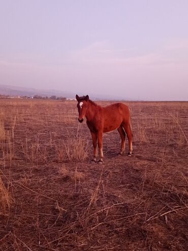 Atlar: Dişi, il: <1 -da lalafo.az — 6 Atlar: Dişi, il: <1 — 6