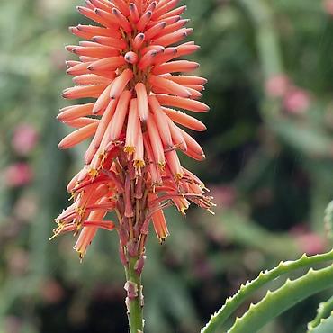 hokməli cicek: ALOE VERA (Aloe barbadensis miller) – saksı bitkisi -BİTKİNİN ÖZÜ 15 — 3