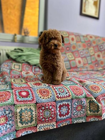 Psi: Nasa odgajivacnica se nalazi u Indjiji i bavimo se uzgojom pasa 15 — 2