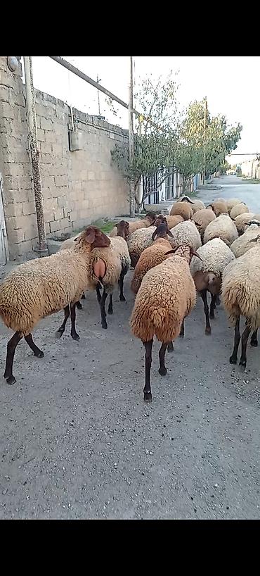 dişi keci: Dişi, Qala, il: 1, 50 kq, Damazlıq, Ünvandan götürmə — 6