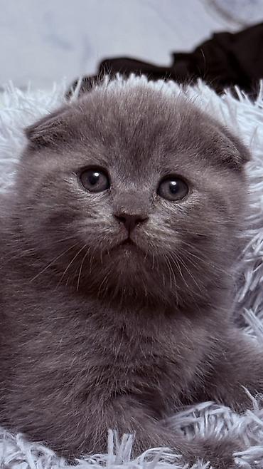 собака беловодск: Шотландский вислоухий котёнок (Scottish Fold),окрас голубой-мальчик — 3