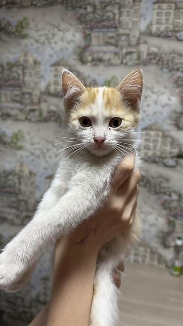 үй жаныбарлары: Котята-домоседы, короткошёрстные, домашнего разведения. - Возраст — 2