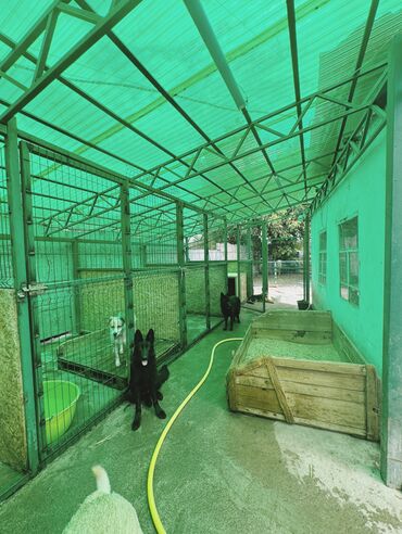 Услуги ветеринара: Гостиница для собак уезжаете в командировку или отпуск, и не знаете — 11