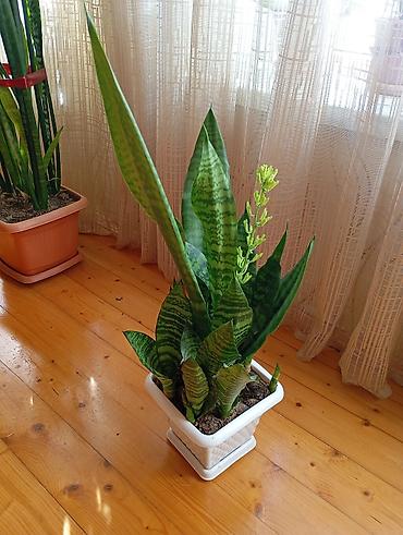 buket guller: Sansevieria (Qayın dili) . Gül açacaq. Yanında 8 balası var. açıb — 1