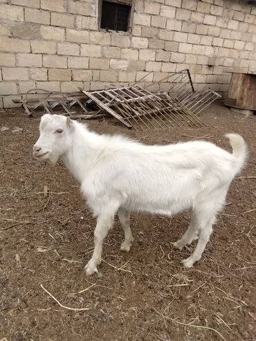 Keçi, çəpiş: Keçilər dəsti satılır – ümumi 6 baş • 1 baş hələpnən × sanen dönməsi — 7