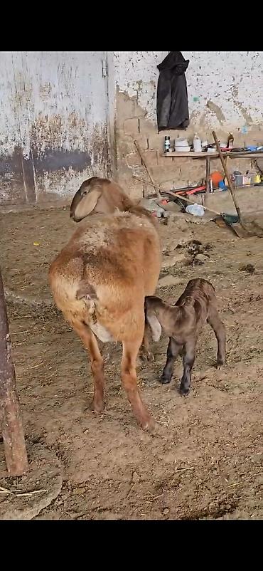 Qoyunlar, qoçlar: Qoyun – ana ilə bala(s)ı - Cins: ehtimalən yerli/ətlik-dövlətlik — 6