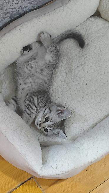 шотландская вислоухая кошка цена в баку: Шиншилла, Самка, В добрые руки, Платная доставка — 1