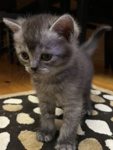 Pişiklər: Oglandi 15.11.25 dogulub. Qum terbiyesi yeme oyredilib — 6