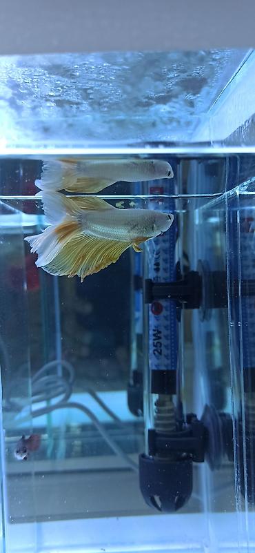 Balıqlar: Betta (Petuşok balığı), Ünvandan götürmə — 4