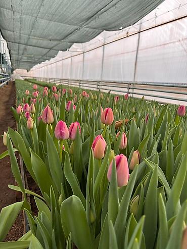 Цветы и букеты: Тюльпаны тепличного выращивания — срезка и срезочные бутоны - — 6