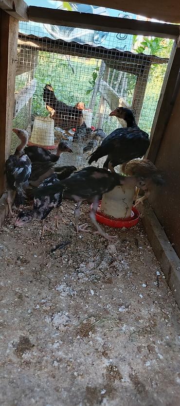 at satisi qiymetleri: 2 aylıq 1 ay yarımlıq heyratı colpalar satılır 2 aylıqlar 20 manat 1 — 1