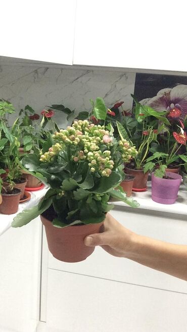 измеритель влажности воздуха бишкек в Кыргызстан | Другие комнатные растения: Продаю красивые и ухоженные цветы Выращено с любовью, по доступной