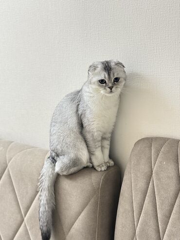 русская дымчатая кошка: Скотиш Фолд (Шотландиялык шалпаң кулак), 8 айлык, Ургаачы, Күмүш өңдүү шиншилла, Лотокко барууга үйрөтүлгөн, Курттардан тазаланган, Документтери менен
