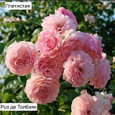 Дом и сад: Плетистые розы (сорта на выбор): Цезарь, Роз де Толбияк, Герцогиня — 2