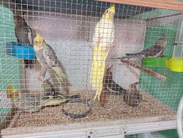 домик для собак: Nimfa (Cockatiel) papuqayları – müxtəlif rəng mutasiyaları ilə -