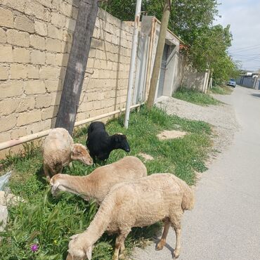 İtlər: 4 dənə dişi qoyun 
4,5 qarın doğublar