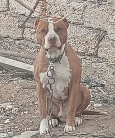 pitpul balası: Pitbul, Erkek