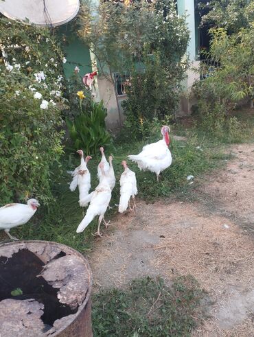 Dişi, Kanada, Ətlik, Ödənişli çatdırılma