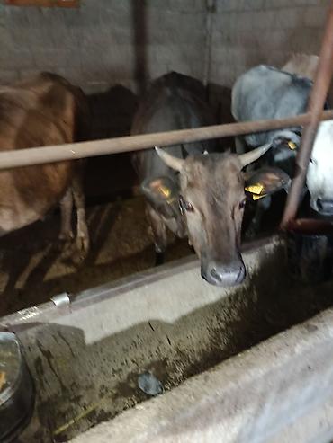 Коровы, быки: Продаю | Корова (самка) | Алатауская | Для молока | Стельные — 1