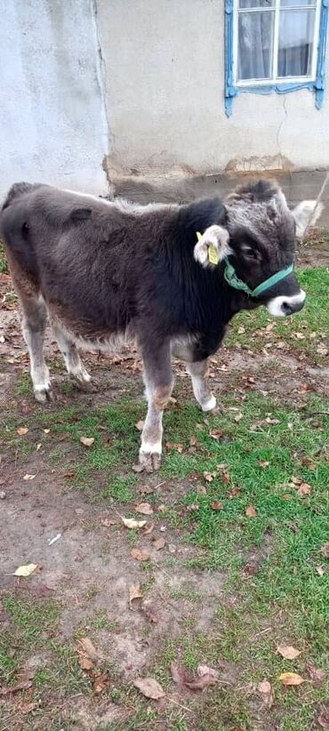 домик для кот: Сатам | Музоо | Швиц | Көбөйтүү үчүн | Жасалма уруктандырылган