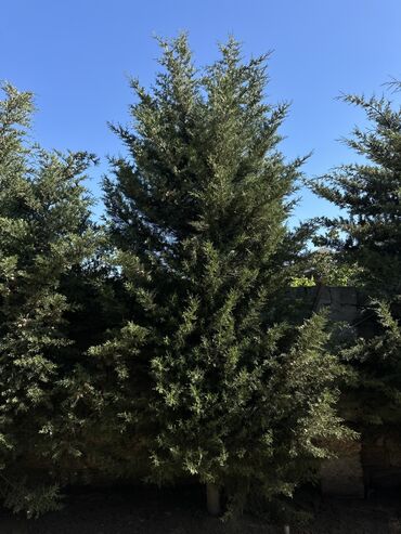 liman bitkisi: 3 ildir ekilib, teqriben hündürlük 3.50 / 4 metirdir