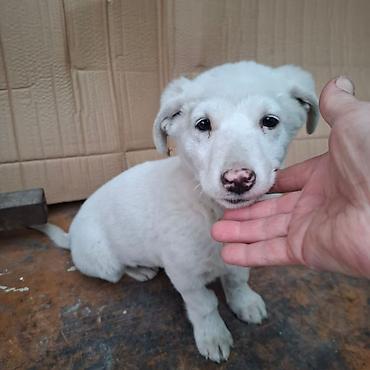 Отдам даром собаку: Щенок белого окраса - Порода: без породной принадлежности (метис) - — 2