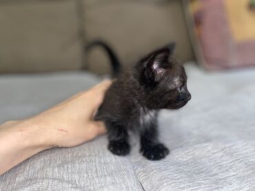 котенок даром: Отдам Маленького черного принца в добрые и заботливые руки💖