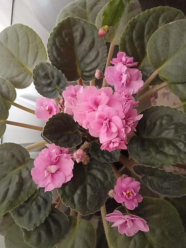 Otaq bitkiləri: Традесканция и др — 8